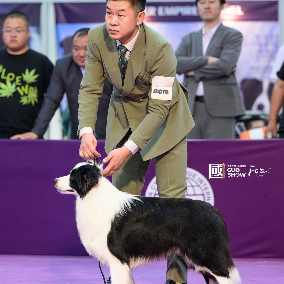 边牧  小四