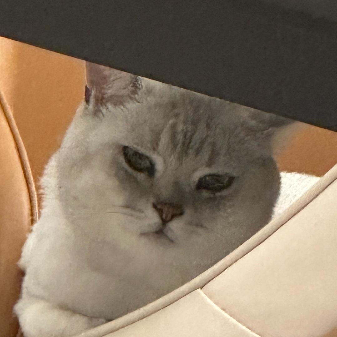 猫爪