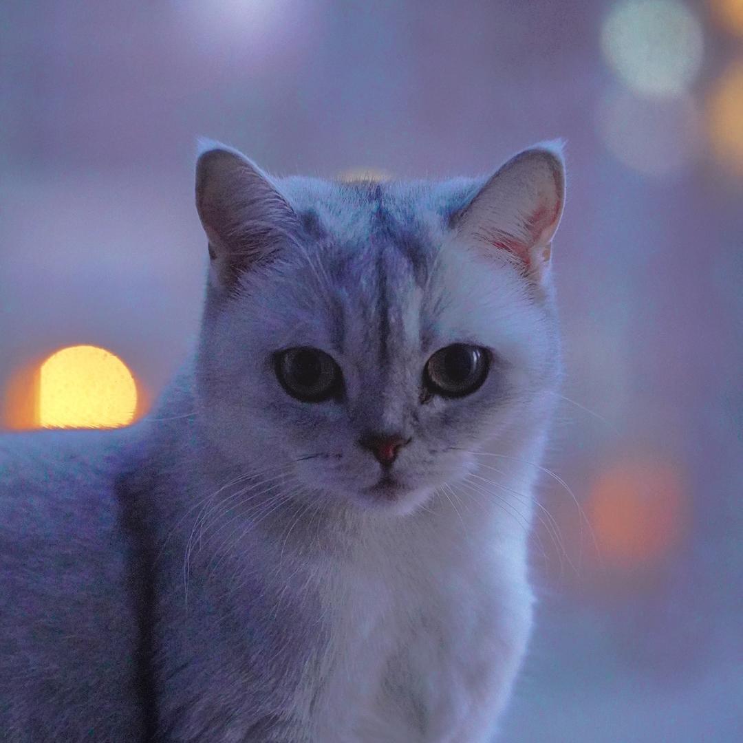 猫咪界扛把子
