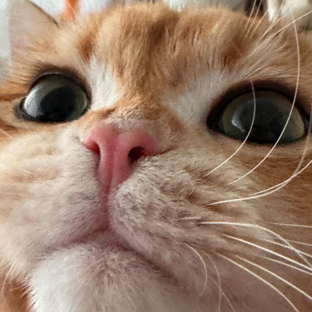 眯崽🍤（发芽得轰）