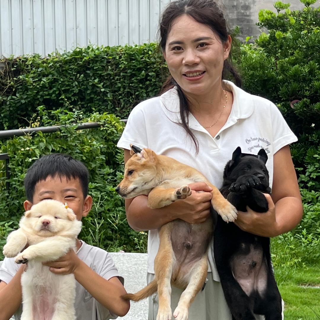 🐾小逸的田园犬🐾