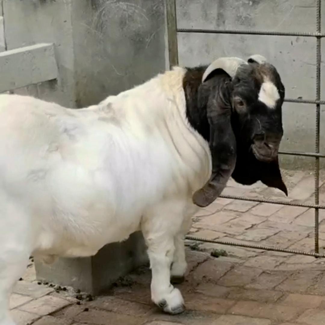 小毛牧业