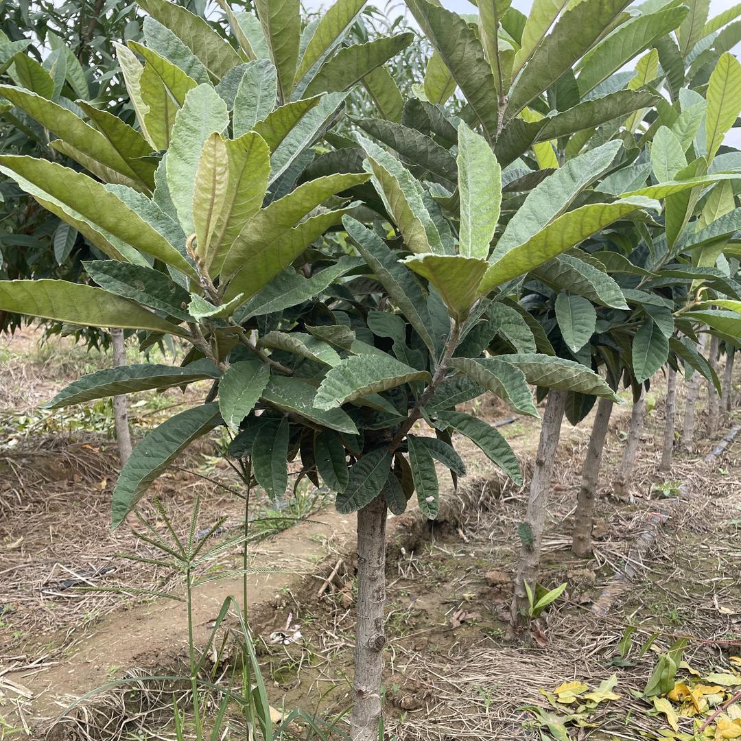 平邑县龙木花卉苗木销售中心（个人独资）企业店