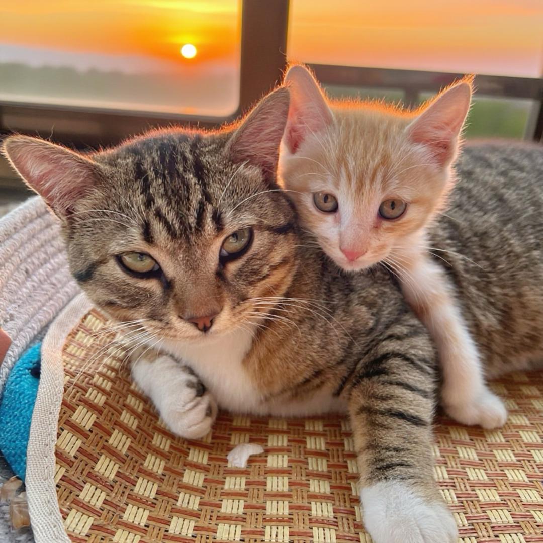 小虎世家🐯