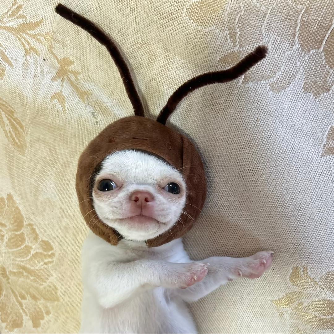 YY.