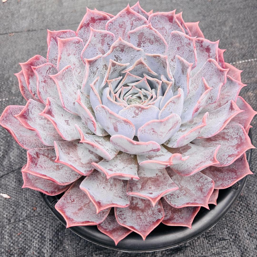龙龙多肉花卉