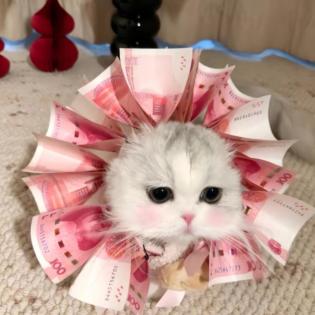 吃饭睡觉打嘟嘟