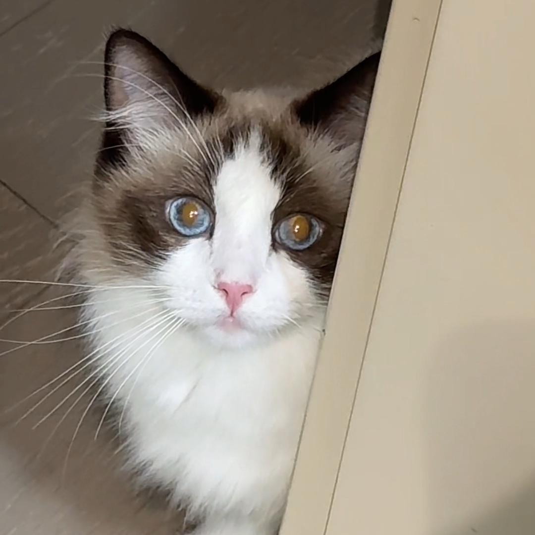 猫咪钱多多