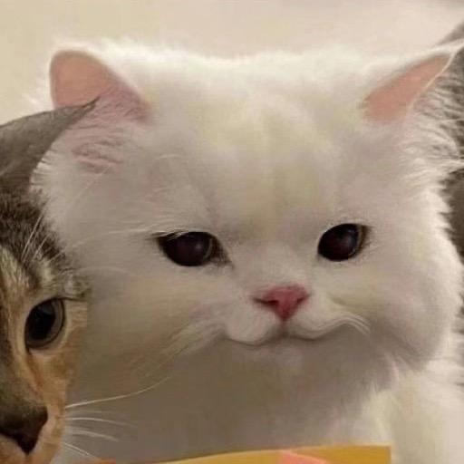 新主播