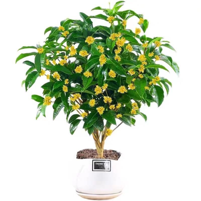 小李桂花基地