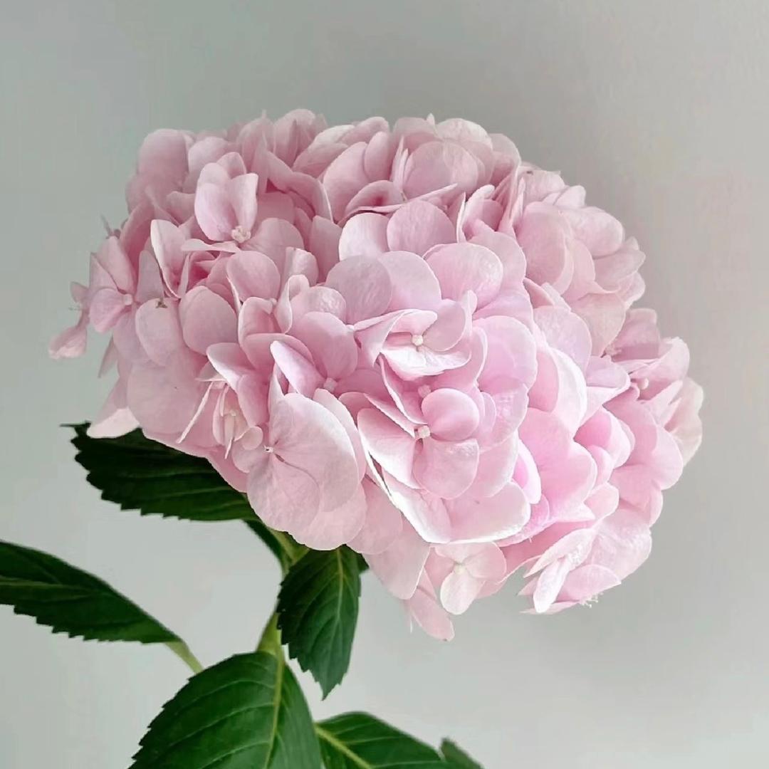 禾沐的花园