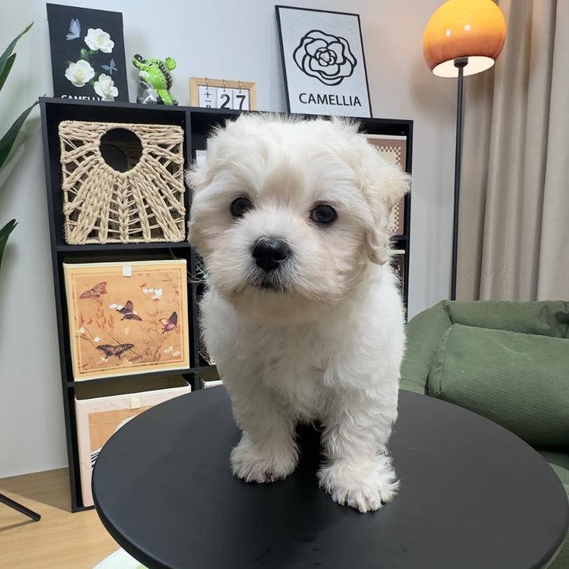 来财的成长日记