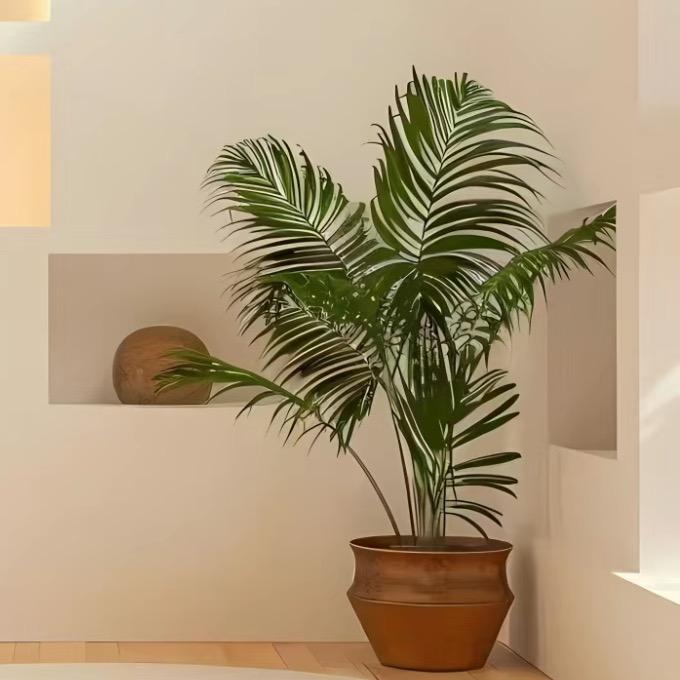 像花儿一样灿烂