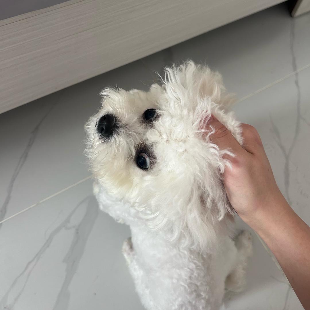 九月是只比熊