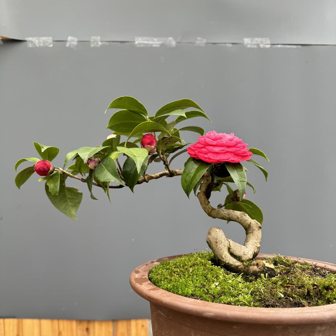 小木木的盆景花园