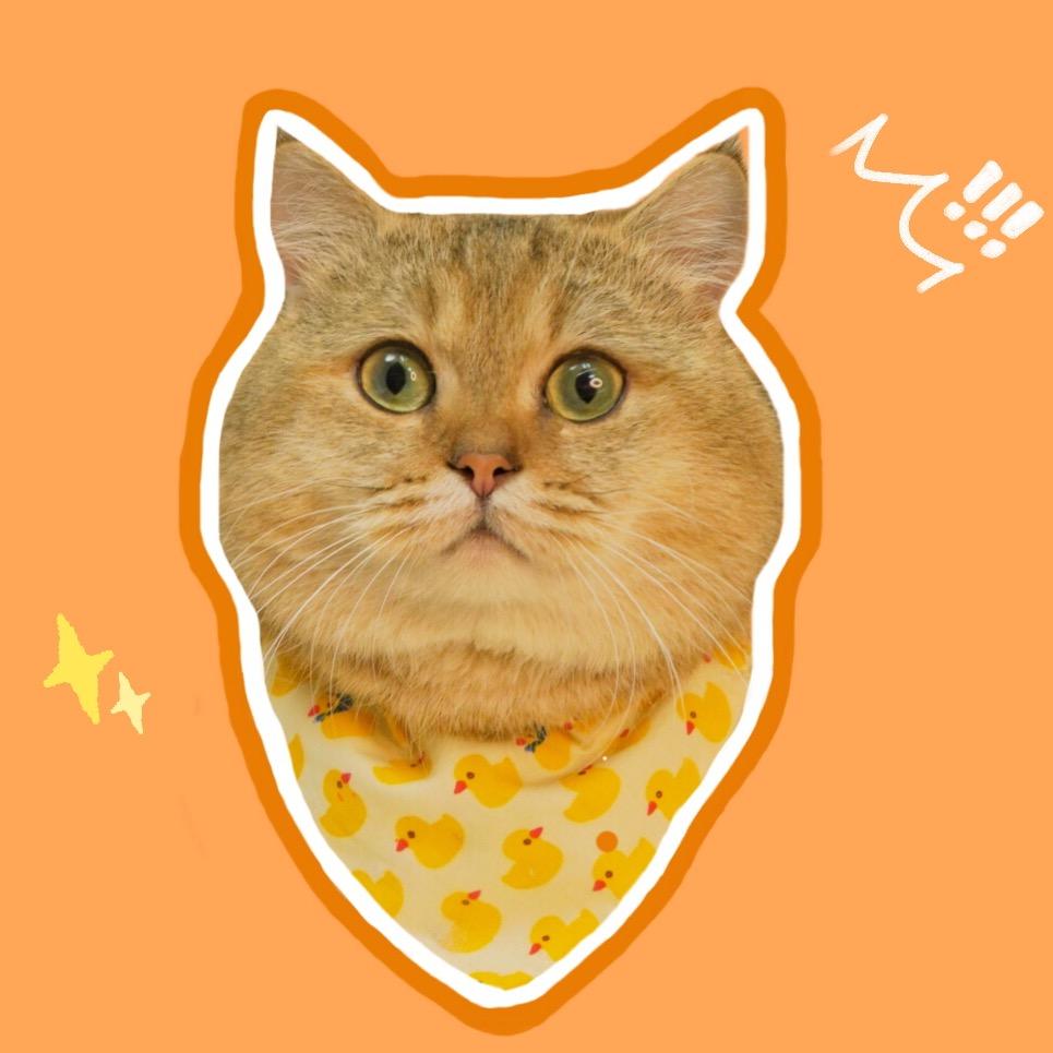 宠大头猫猫铺（白班）