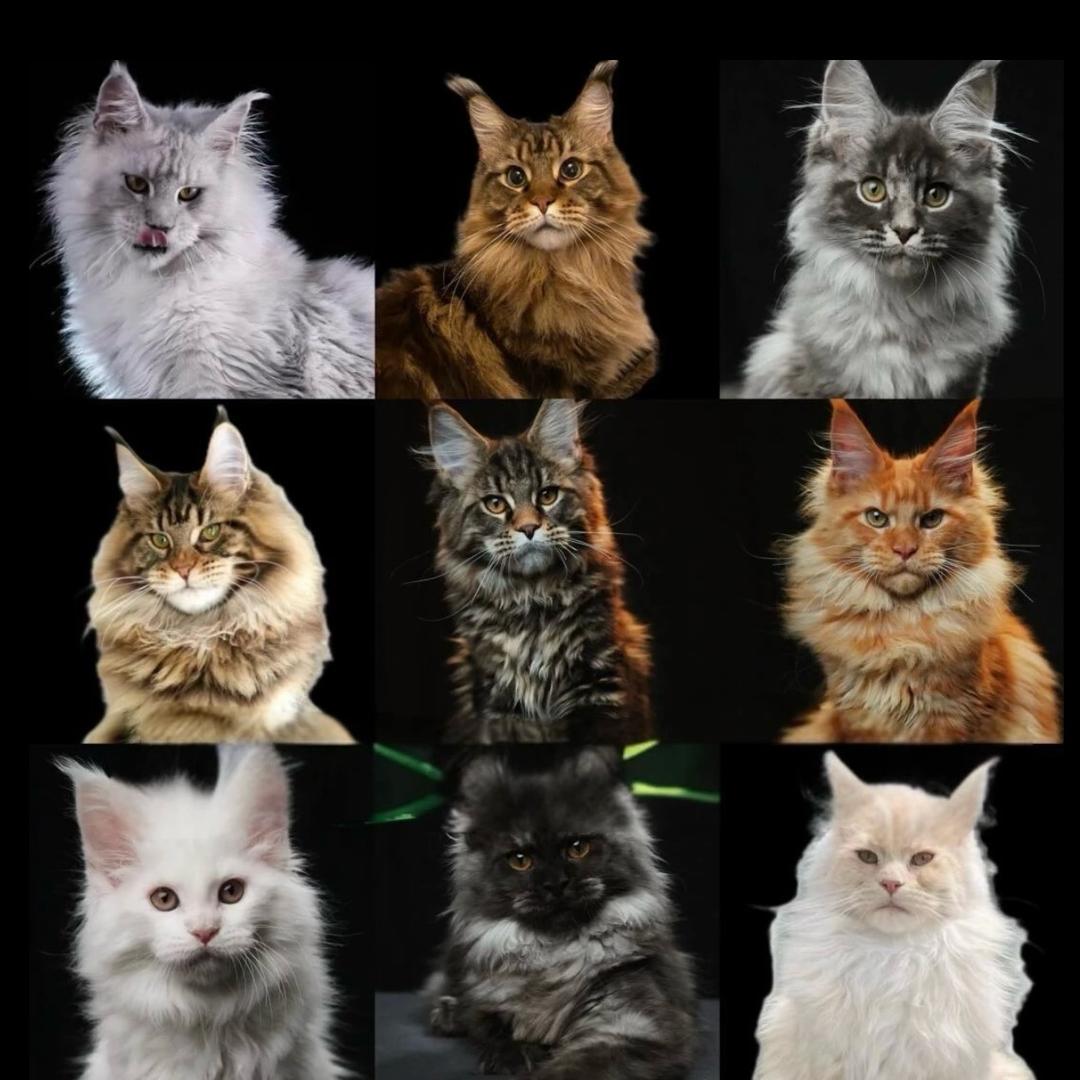 心情猫咪繁育基地