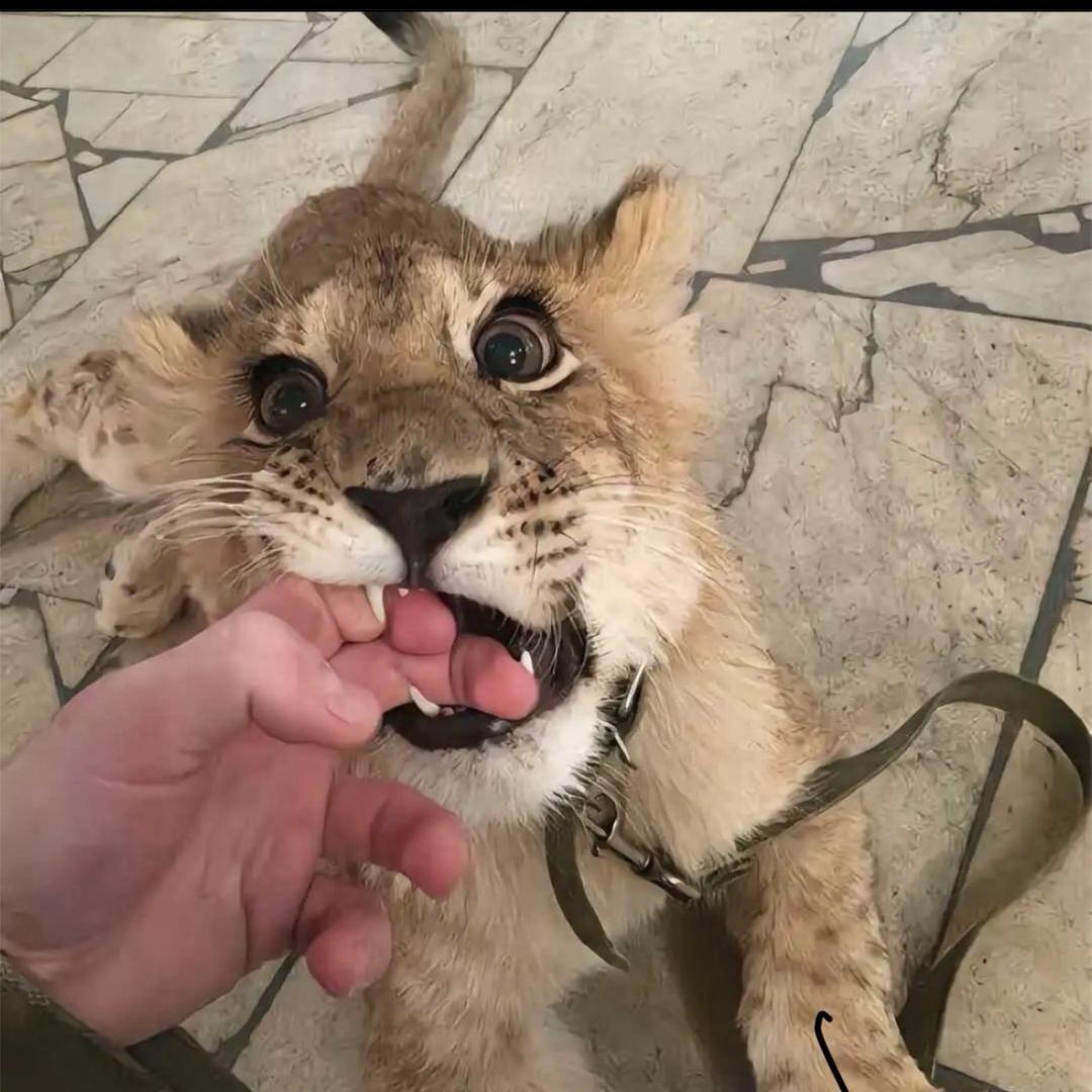 萝卜
