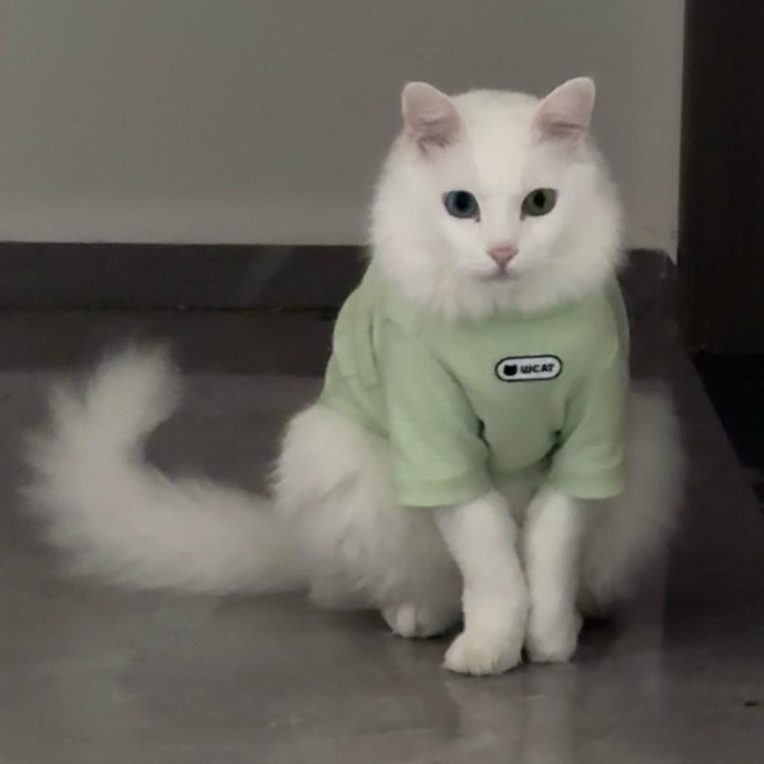 𝗣𝘂𝗳𝗳𝗸𝘁𝗲𝗻 🫧