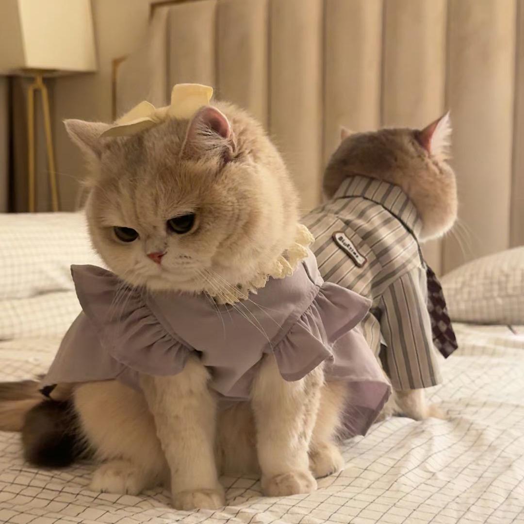 野狸花猫 .