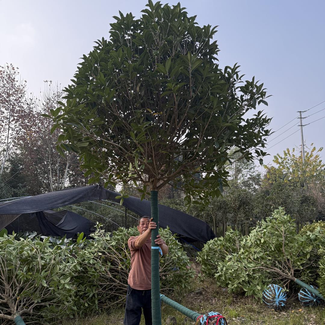 博熙花卉优品小铺