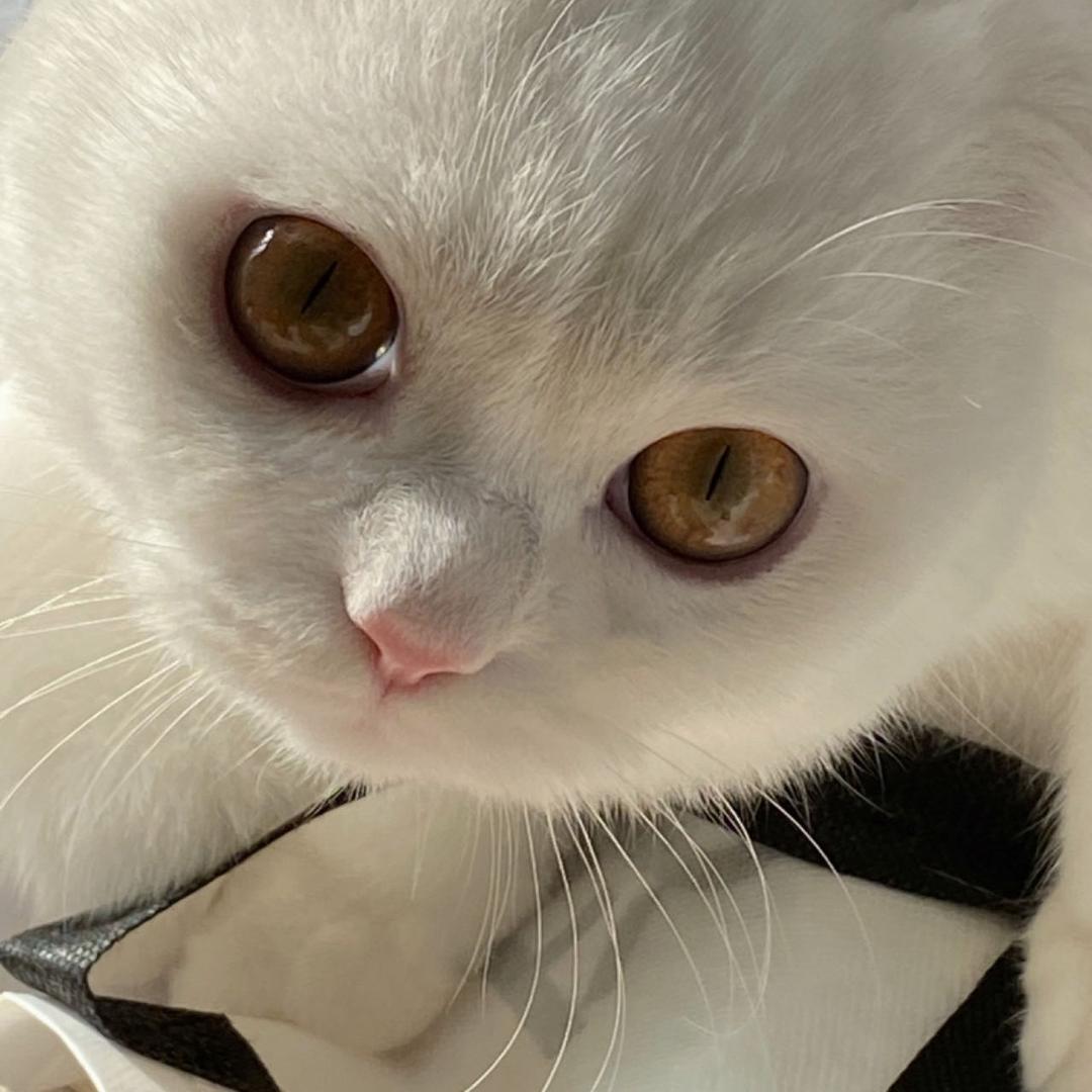 皮皮跳起来