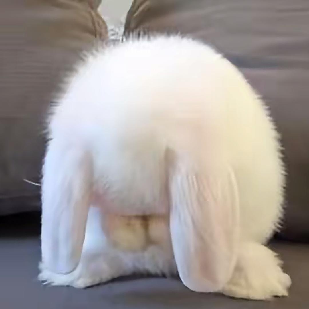 巴巴兔🐰