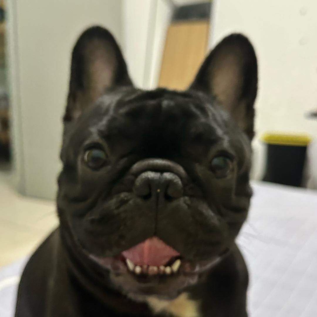 一条小馒头