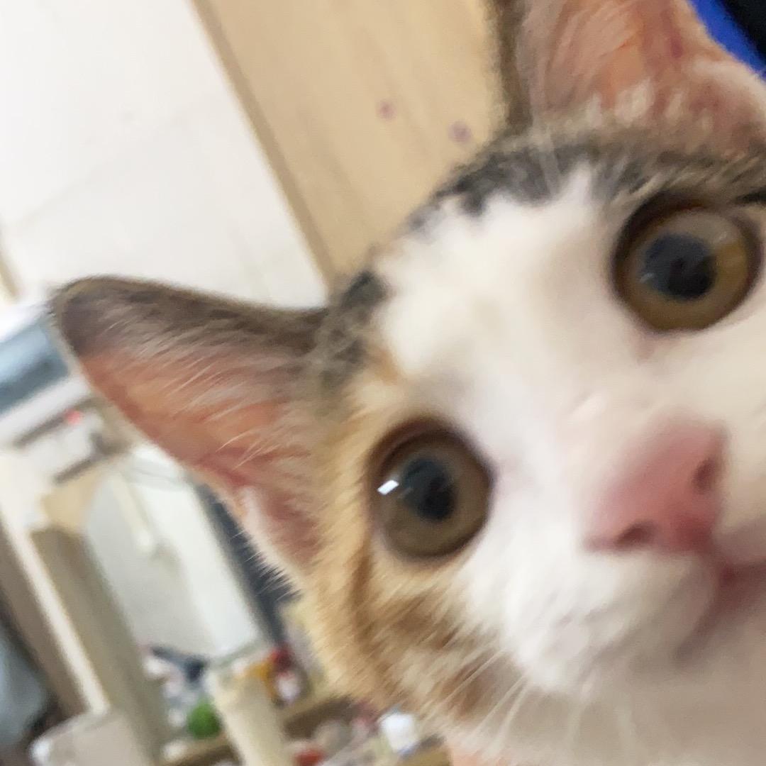 焦糖布丁