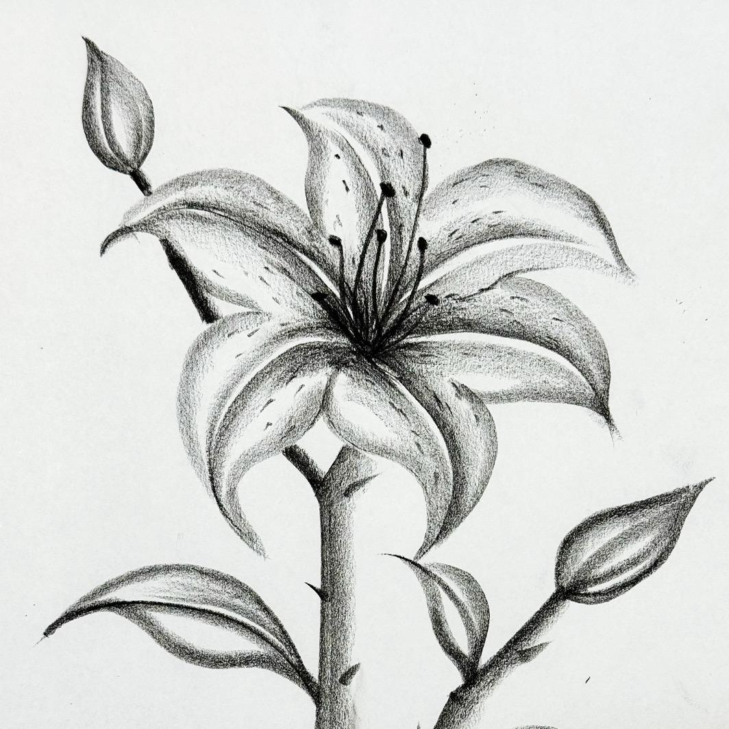 董老师炭笔画课堂