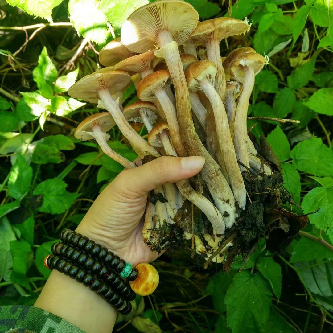 树林儿