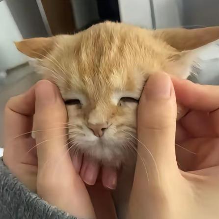 羊咩咩