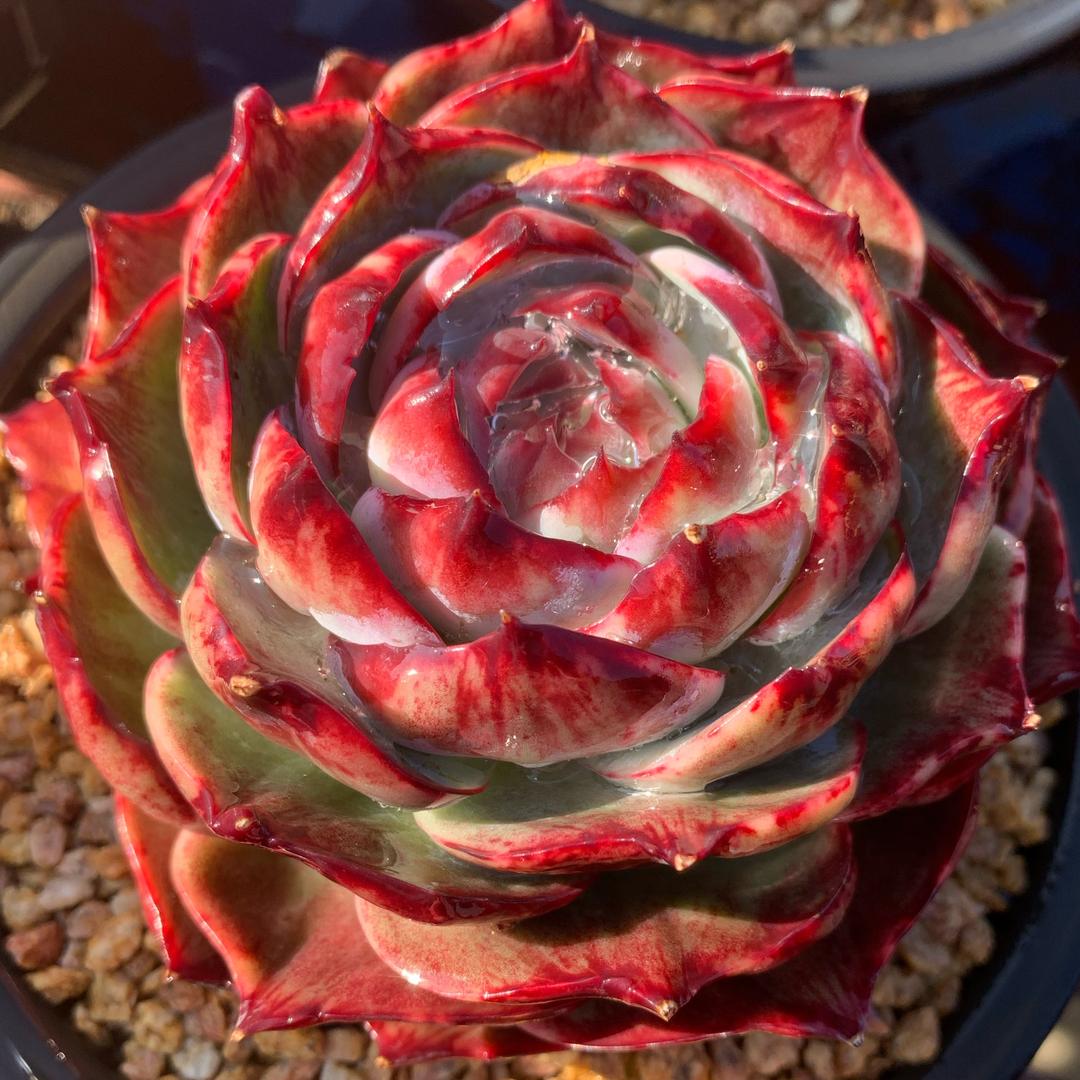 🌸小野花多肉🌸