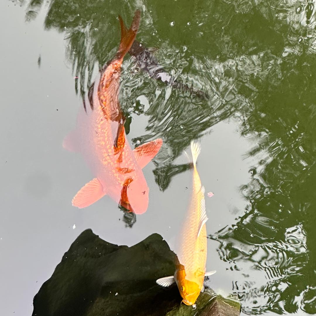 不吃辣.