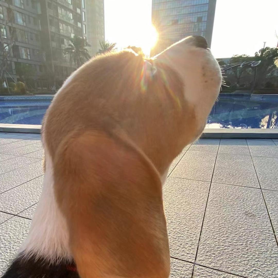 兰石比格犬 BlueRockBeagle