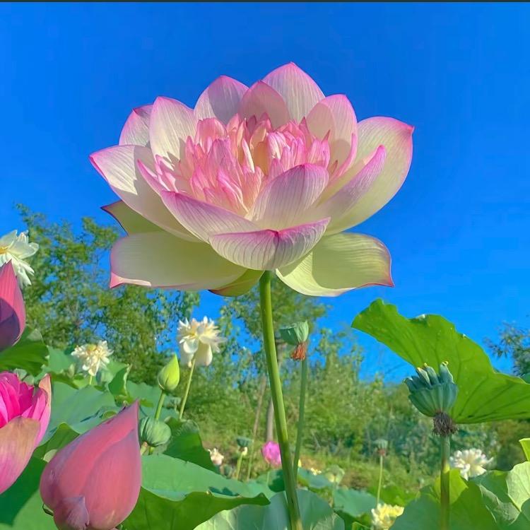 凛凛优选✨