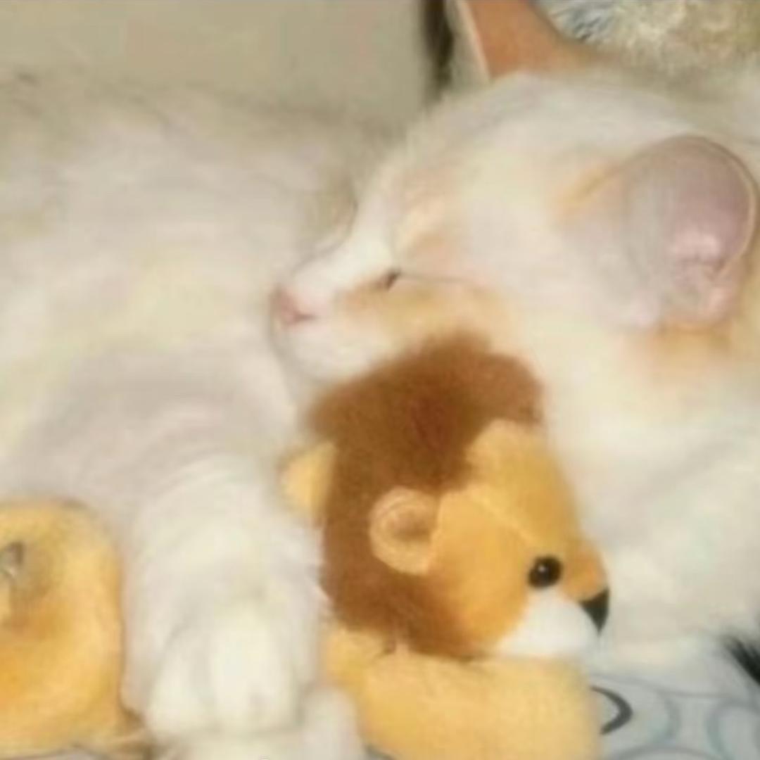 真梨葡-᷅ ⤙ -᷄⠀