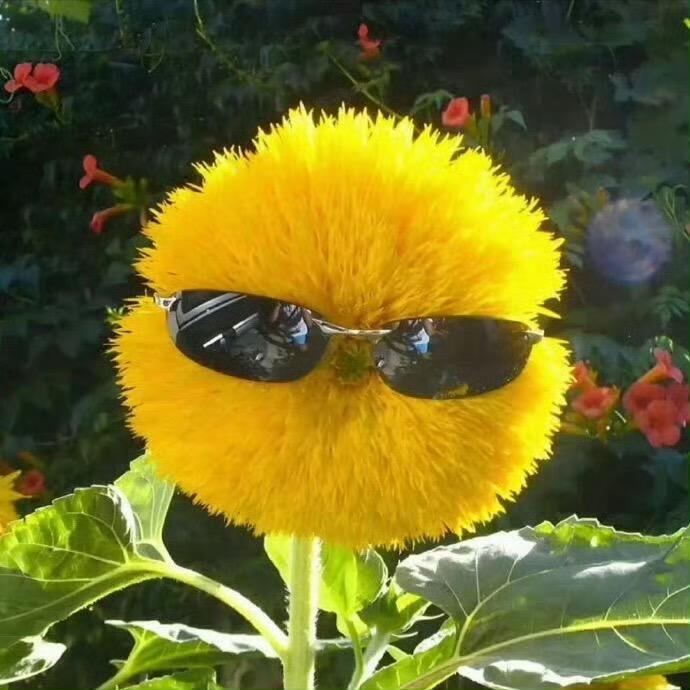oi
