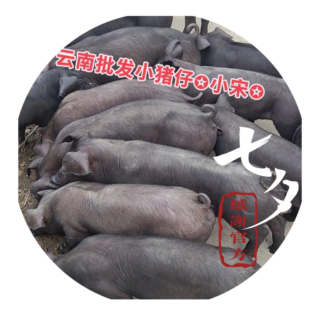 上允镇 批发小猪🐷小宋