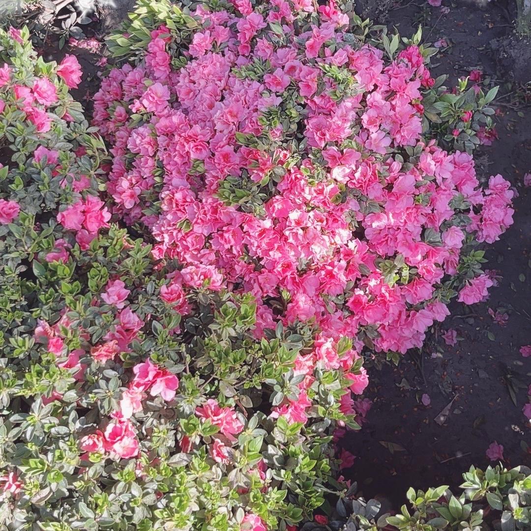润景园艺种植基地紫薇