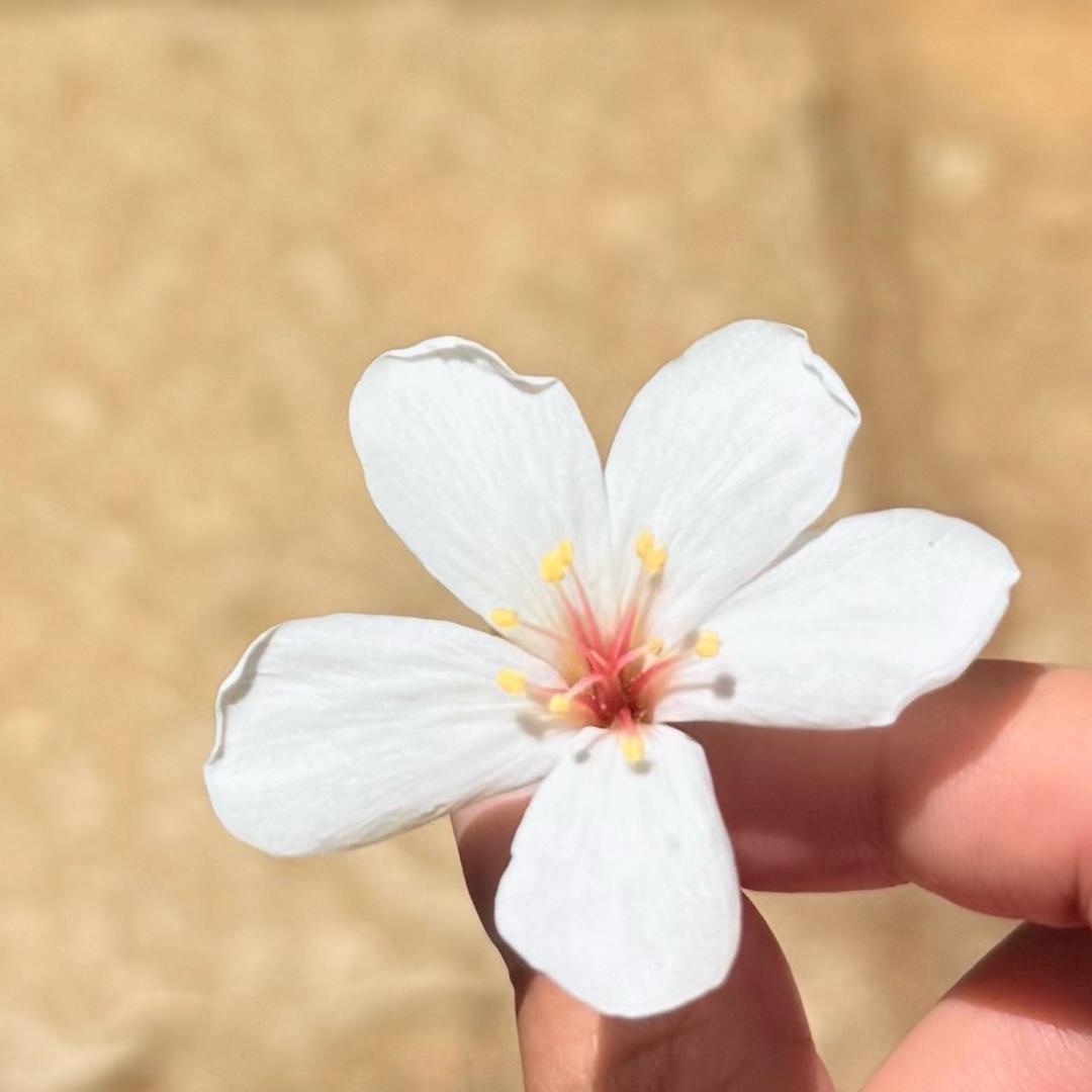 小鼻嘎