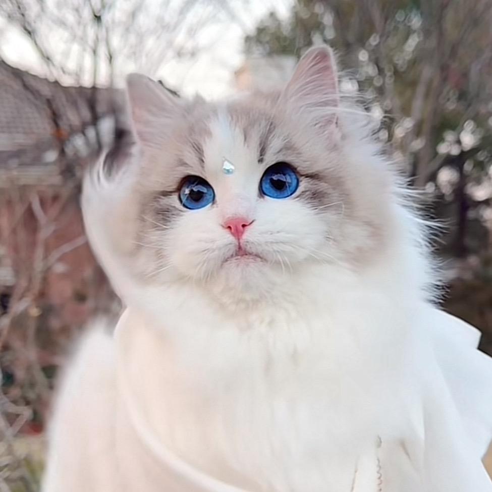 开心小可爱