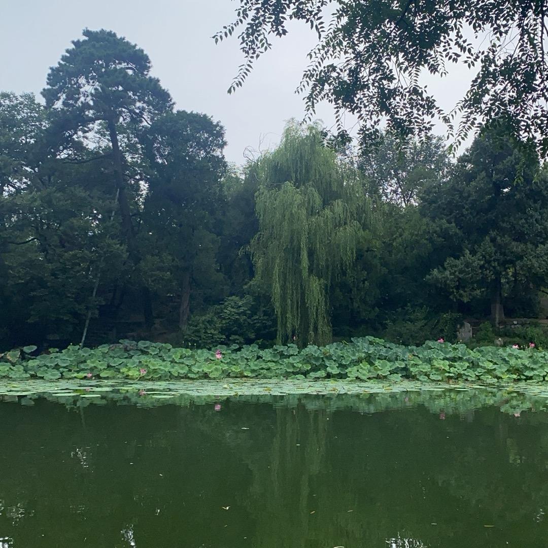 小椰