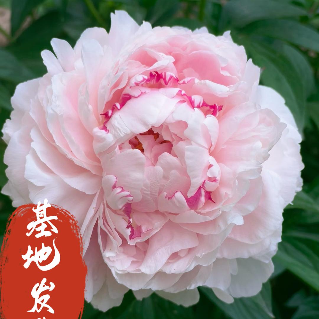 国花牡丹芍药基地
