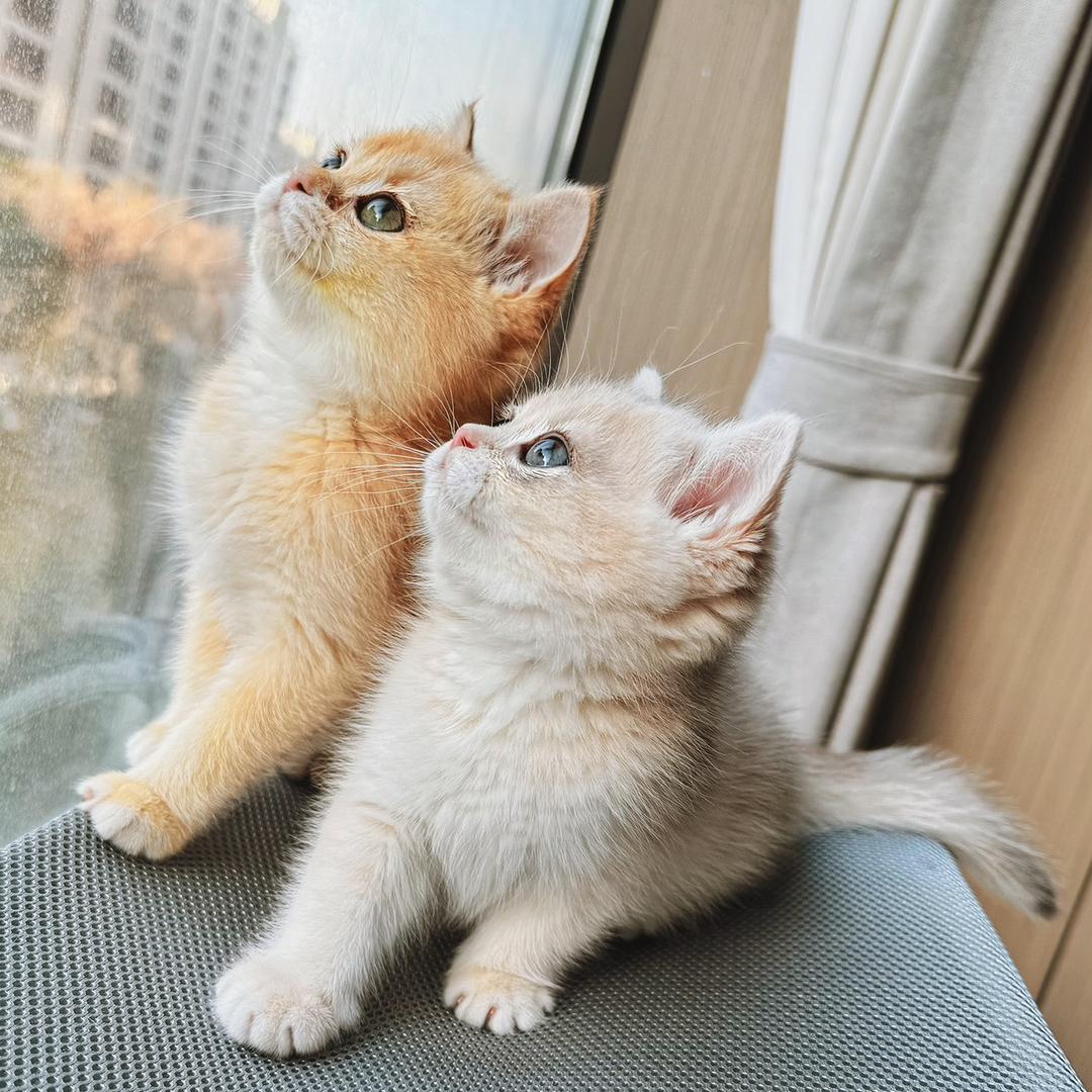 金元宝是两只可爱的大脸猫