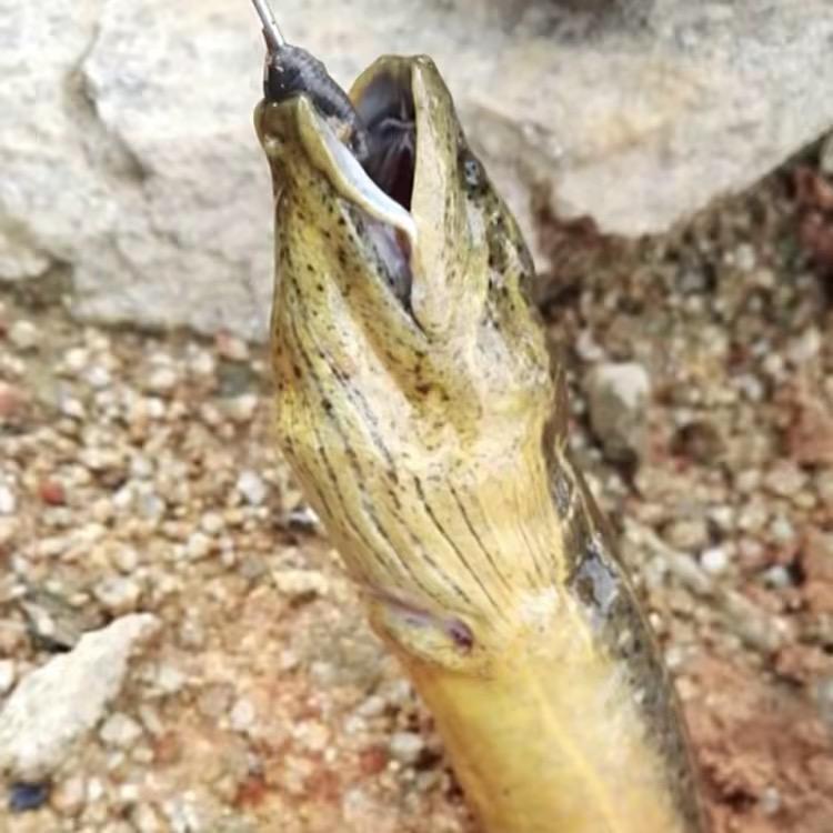 钓鳝阿浩