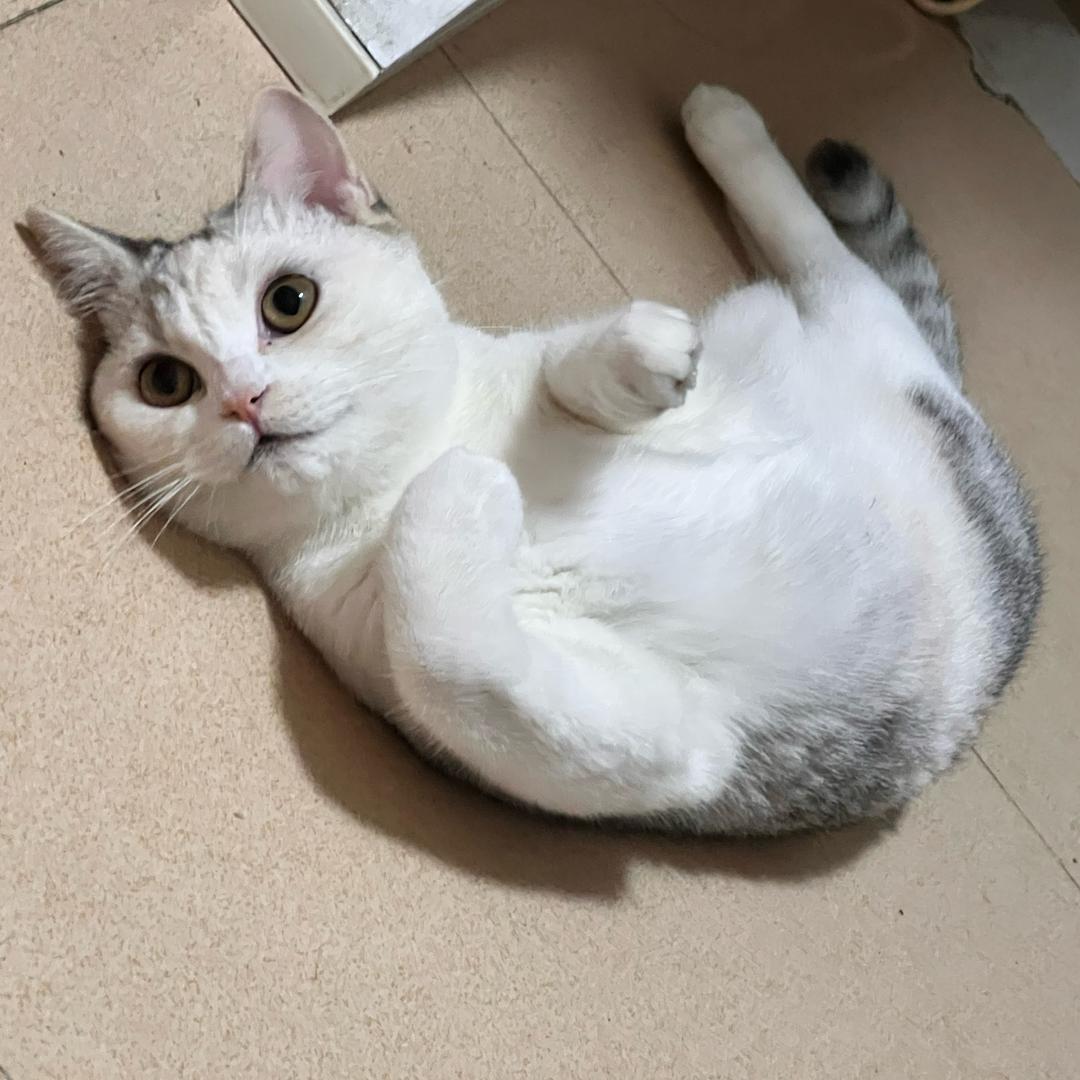 成崽大王（金铲铲）