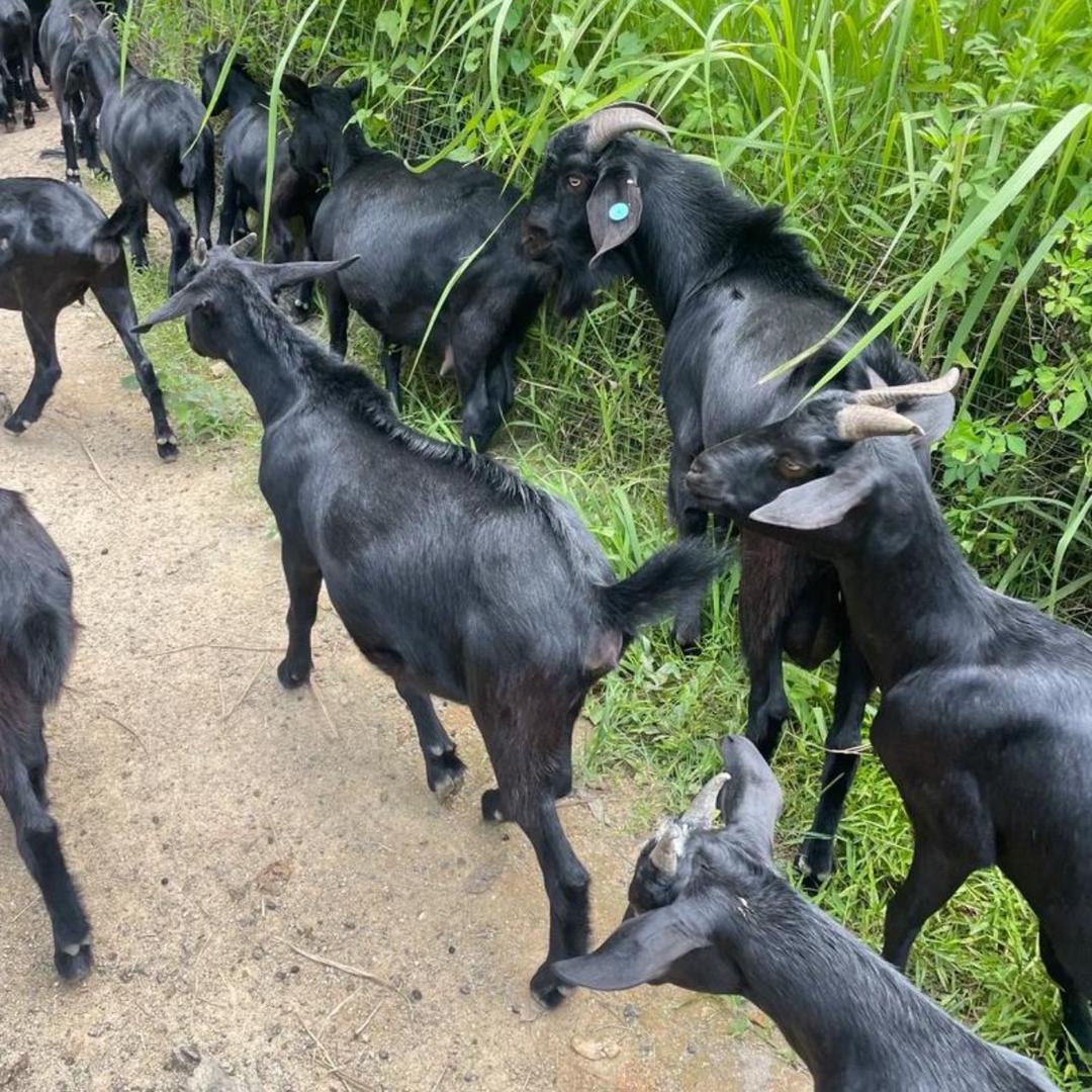 努比亚养殖大姐