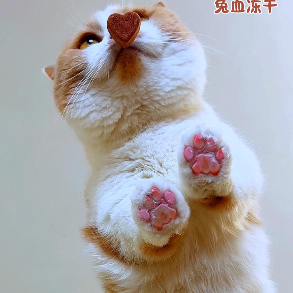 唐家有猫