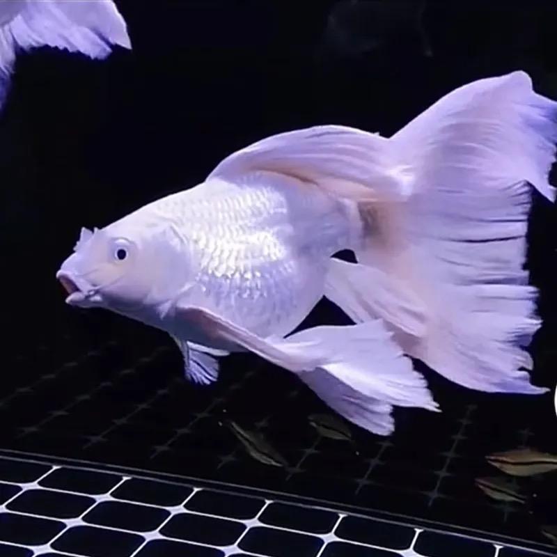 淼淼水族之家